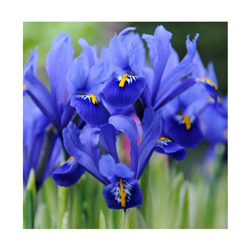 iris botanique reticulata calibre 6/+