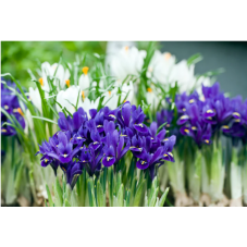 iris botaniques reticulata groupés