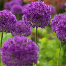 allium pourpre - purple sensation