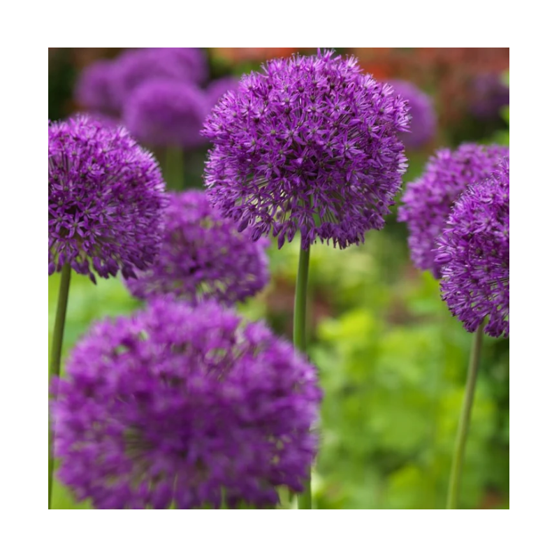 allium pourpre - purple sensation