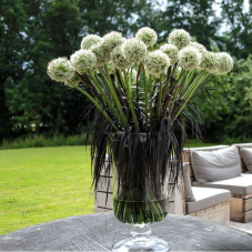 bouquet d'allium blancs White Giant