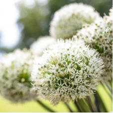 allium blanc White Giant calibre 24/+