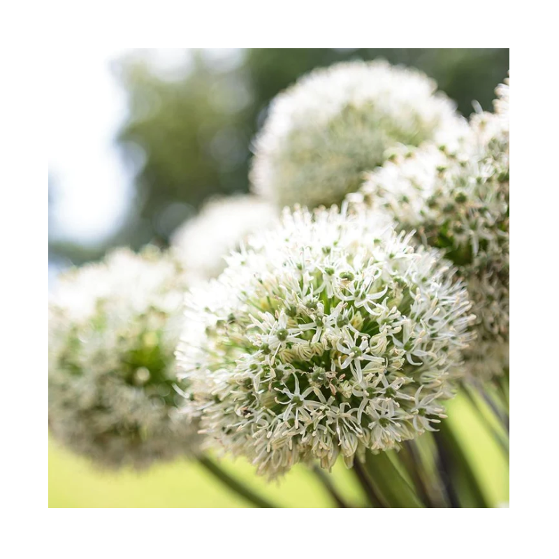 allium blanc White Giant calibre 24/+