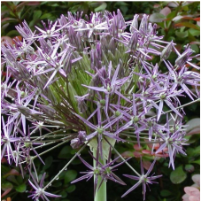 allium Christophii - calibre 14/+