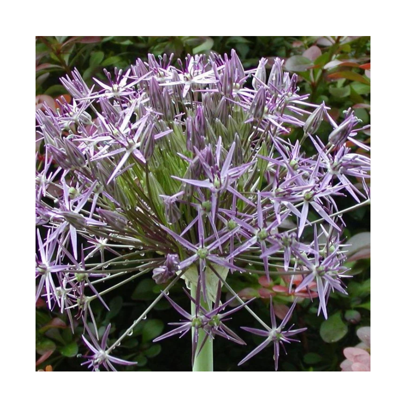 allium Christophii - calibre 14/+