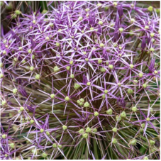 allium Christophii bules calibre 14/+