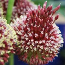 allium Red Mohican 100 cm calibre 12/+