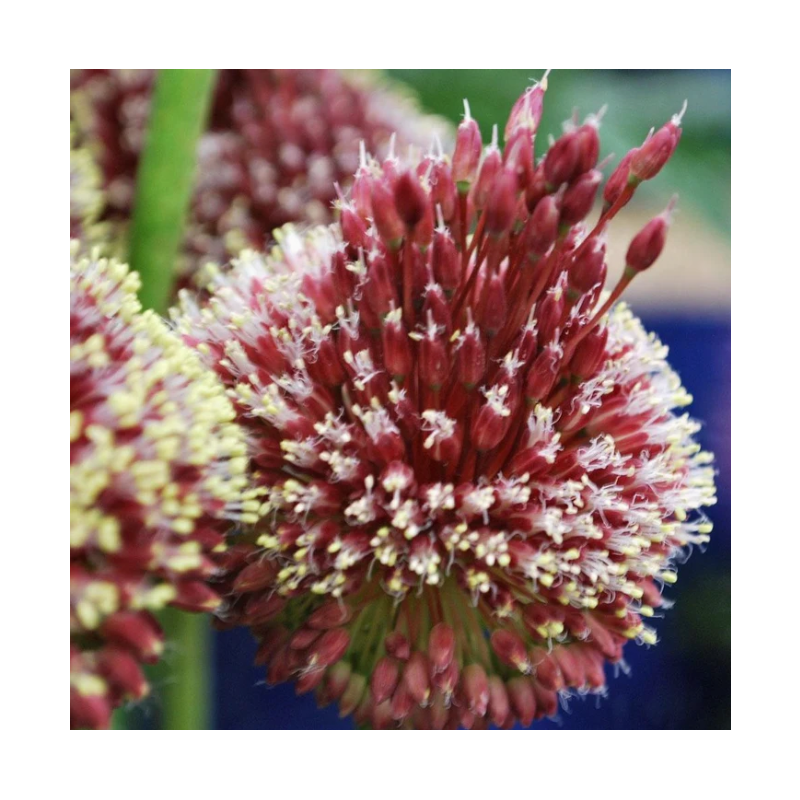 allium Red Mohican 100 cm calibre 12/+