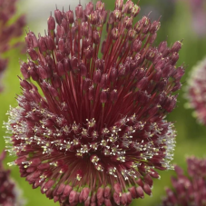 allium Red Mohican - bulbe calibre 12/+