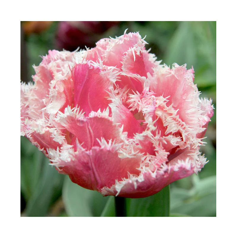 tulipe frangée Queensland calibre 12/+