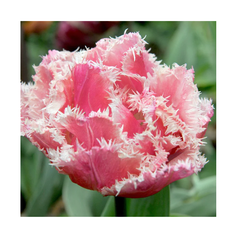 tulipe frangée Queensland calibre 12/+ tulipe frangée Queensland calibre 12/+