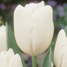 tulipe blanche de Darwin Hakuun calibre 12/+