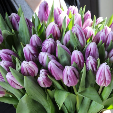 tulipe triumph Flaming Flag calibre 12/+ en bouquet