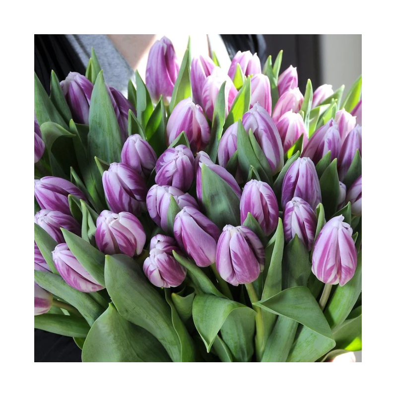 tulipe triumph Flaming Flag calibre 12/+ en bouquet