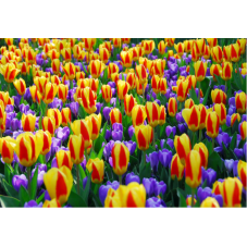 tulipe botanique Stresa en mélange avec crocus