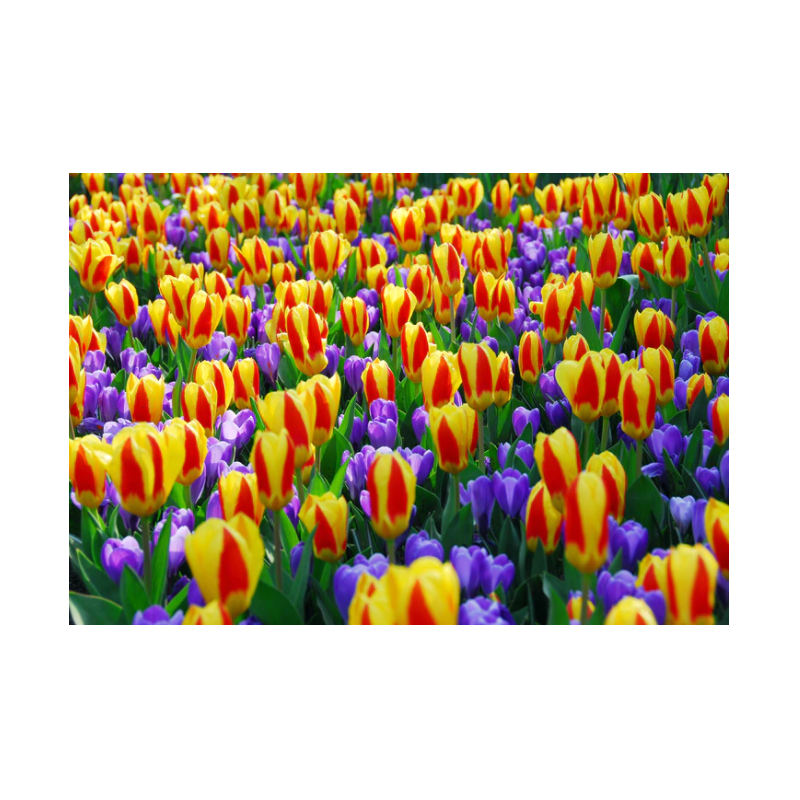 tulipe botanique Stresa en mélange avec crocus