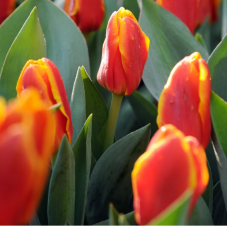 tulipe botanique Stresa calibre  12/+