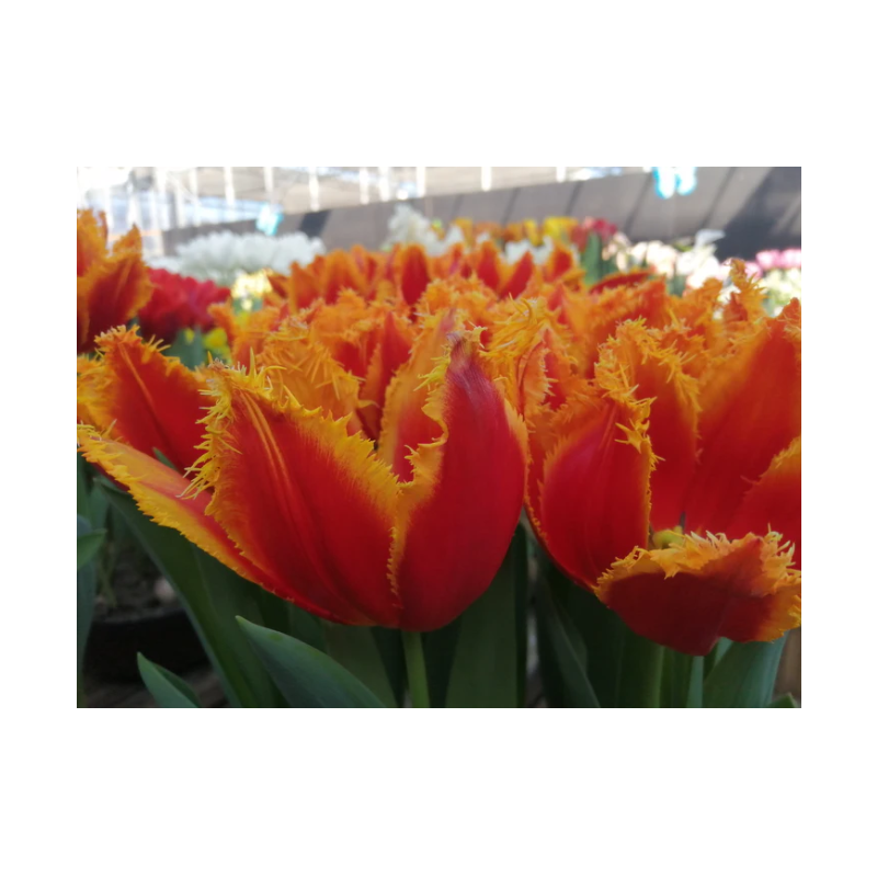 tulipe crispée Fabio - bulbe calibre 12/+ tulipe crispée Fabio - bulbe calibre 12/+