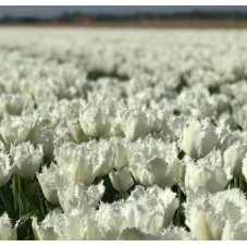 tulipe frangée Noordeinde blanches calibre 12/+