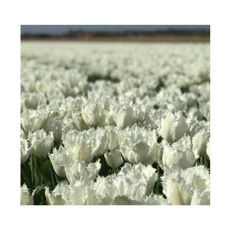 tulipe frangée Noordeinde blanches calibre 12/+