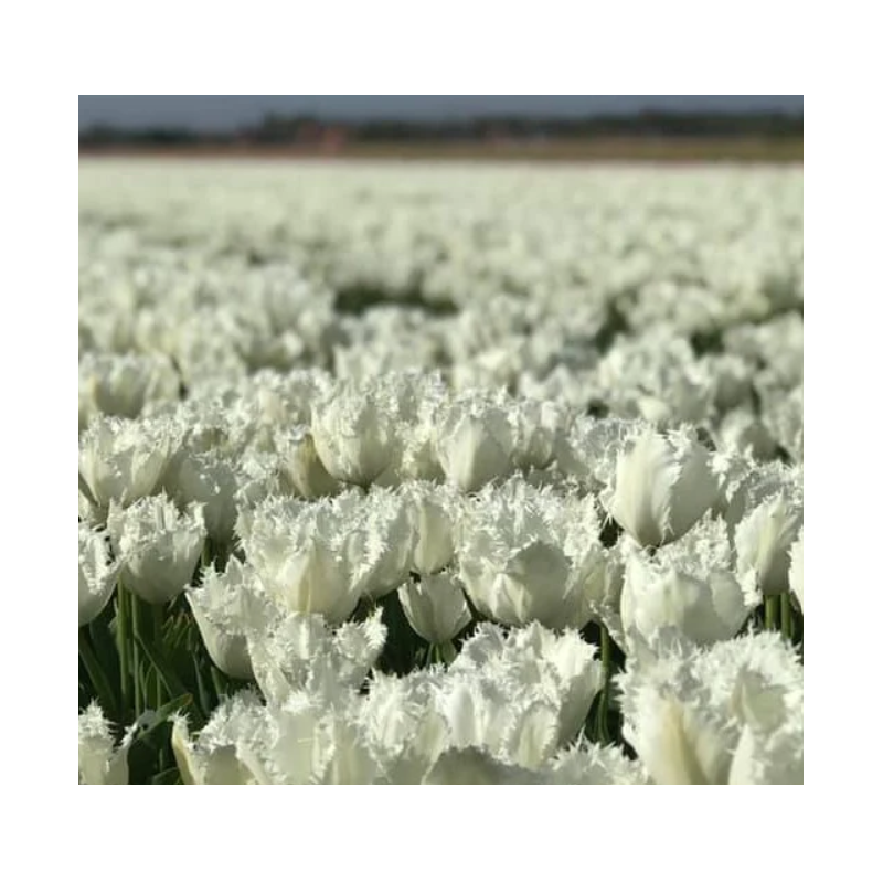 tulipe frangée Noordeinde blanches calibre 12/+ tulipe frangée Noordeinde blanches calibre 12/+