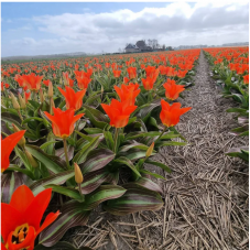 tulipe fosteriana Park Dreamway calibre 12/+