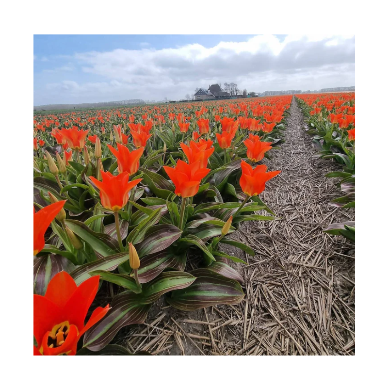 tulipe fosteriana Park Dreamway calibre 12/+