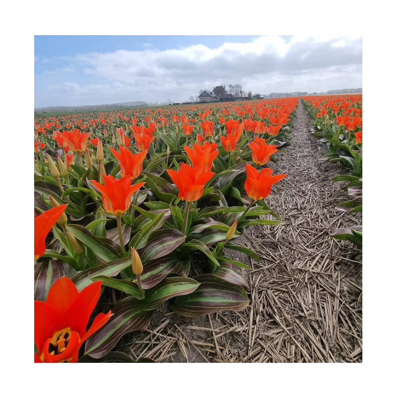 tulipe fosteriana Park Dreamway calibre 12/+ tulipe fosteriana Park Dreamway calibre 12/+