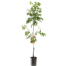 noyer commun Buccaneer - juglans regia en 150/175 cm pot de 7.5 litres