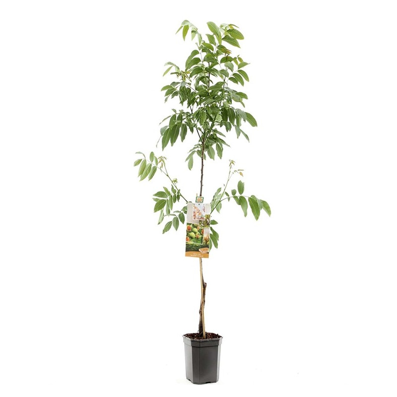 noyer commun Buccaneer - juglans regia en 150/175 cm pot de 7.5 litres noyer commun Buccaneer - juglans regia en 150/175 cm pot de 7.5 litres