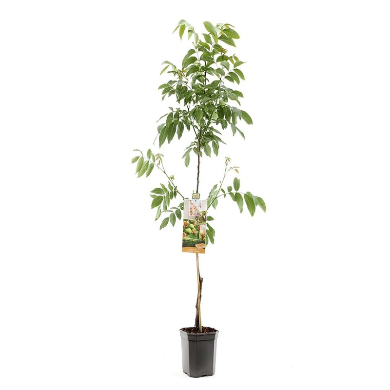 noyer commun Buccaneer - juglans regia en 150/175 cm pot de 7.5 litres