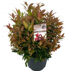 leucothoe Zeblid 50/+ cm pot de 27 cm