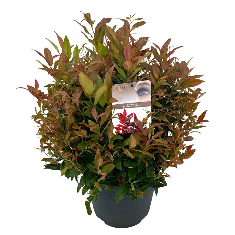 leucothoe Zeblid 50/+ cm pot de 27 cm leucothoe Zeblid 50/+ cm pot de 27 cm