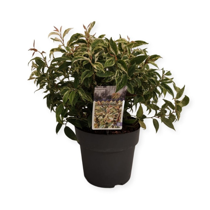 leucothoe makjaz 30 cm pot de 21 cm