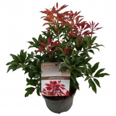 andromède du Japon Mountain Fire 20/+ cm pot de 17 cm