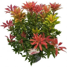 andromède du Japon Mountain Fire 50/+ cm pot de 27 cm