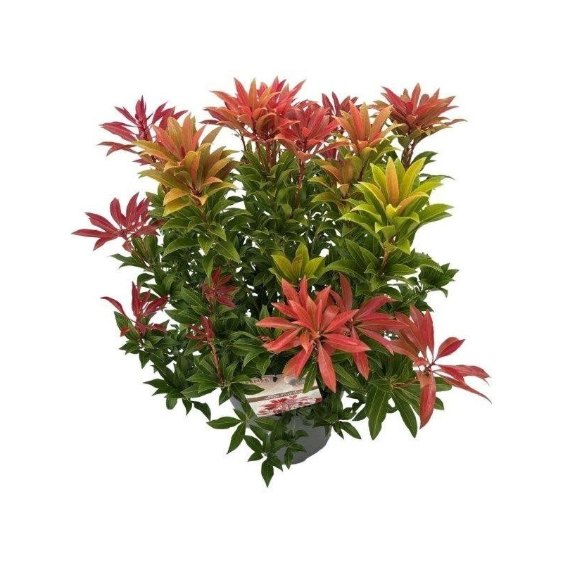 andromède du Japon Mountain Fire 50/+ cm pot de 27 cm