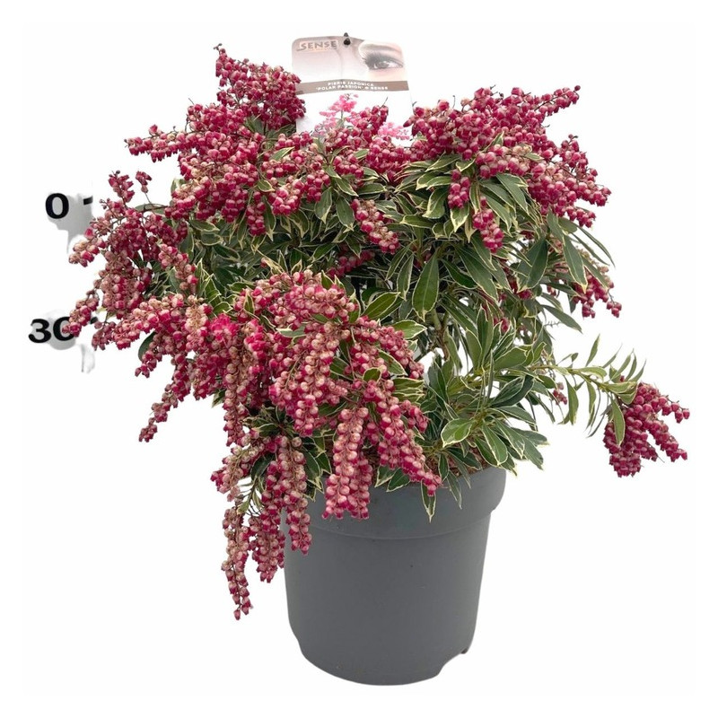 andromède du Japon Polar Passion 50/+ cm floraison andromède du Japon Polar Passion 50/+ cm floraison