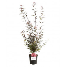 érable du Japon Shaina 60 cm pot de 6 litres