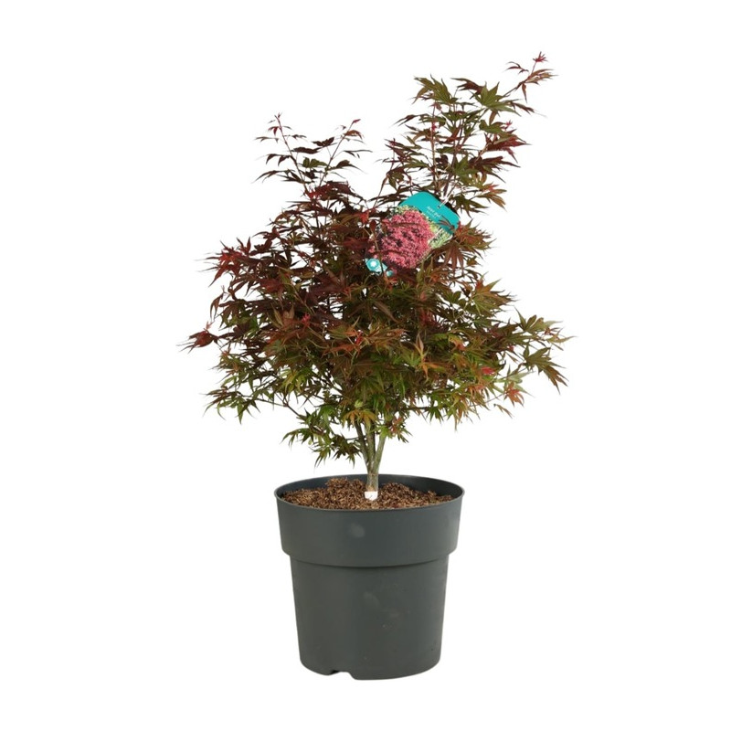 érable du Japon Shaina 60/+ cm pot de 12 litres