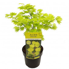 érable du Japon Shirasawanum - acer palmatum aureum 60/+ cm pot de 10 litres