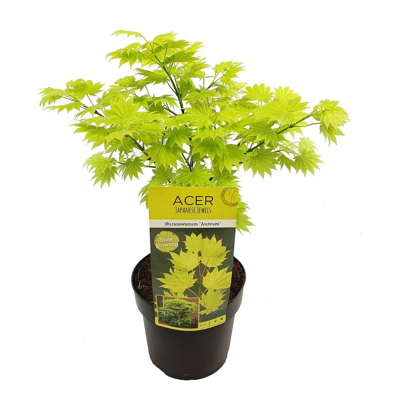 érable du Japon Shirasawanum - acer palmatum aureum 60/+ cm pot de 10 litres