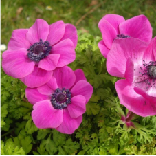 anemone de Caen Sylphide rose - bulbes calibre 6/+