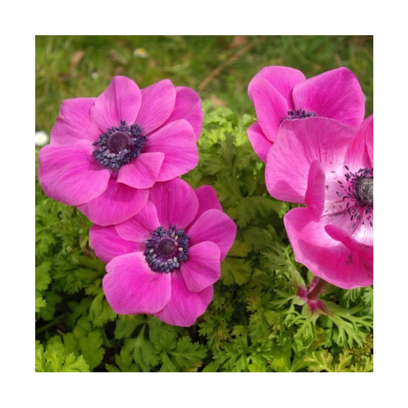 anemone de Caen Sylphide rose - bulbes calibre 6/+ anemone de Caen Sylphide rose - bulbes calibre 6/+