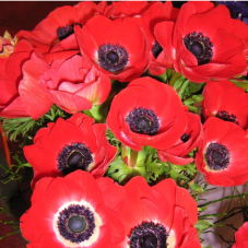 anemone de Caen Hollandia - bulbe calibre 8/+