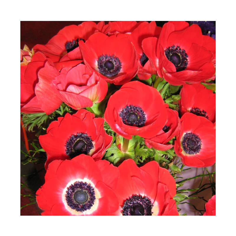 anemone de Caen Hollandia - bulbe calibre 8/+