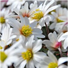 Fleur de l'anémone blanche ç cœur jaune Blanda White