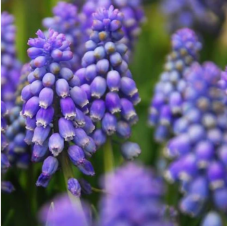 muscari armeniacum - bulbes 10/+