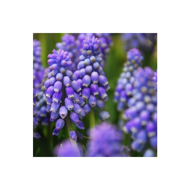 muscari armeniacum - bulbes 10/+