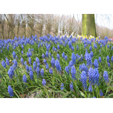 tapis de muscari armeniacum